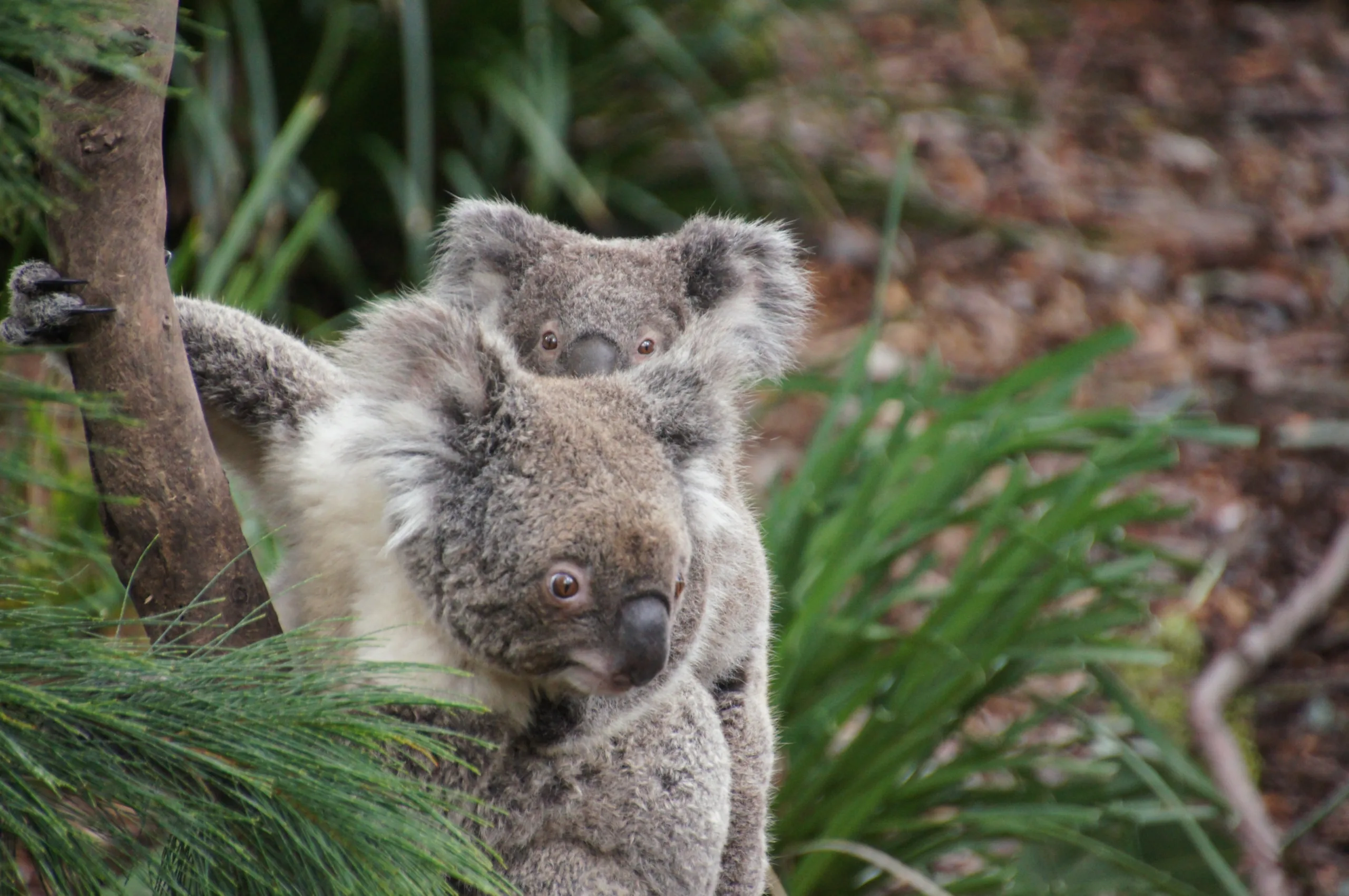 Koala carries her joey on back